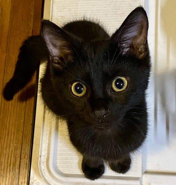 Ronnie