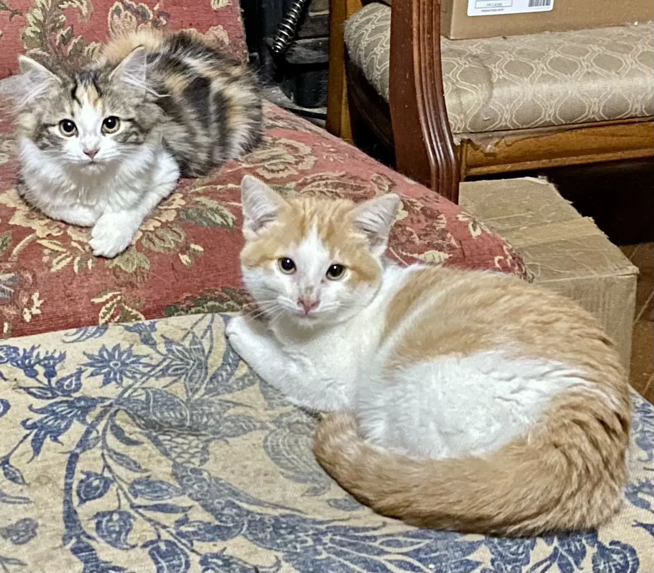 Sawyer - Domestic Medium Hair