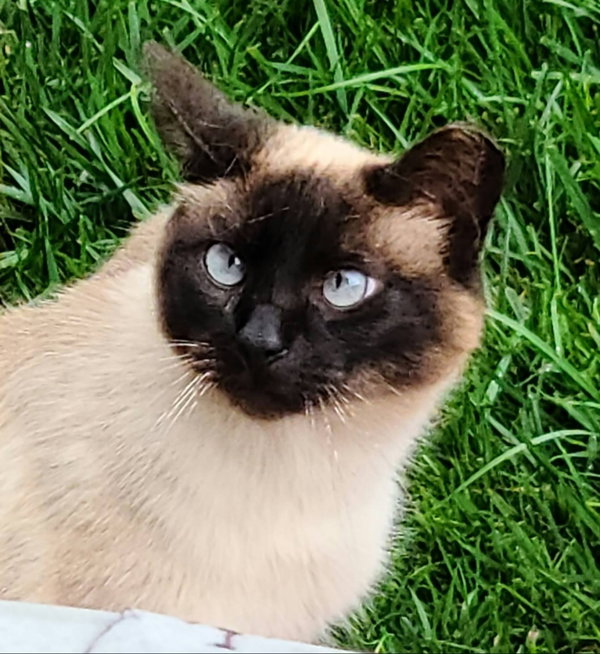 Sweet Pea