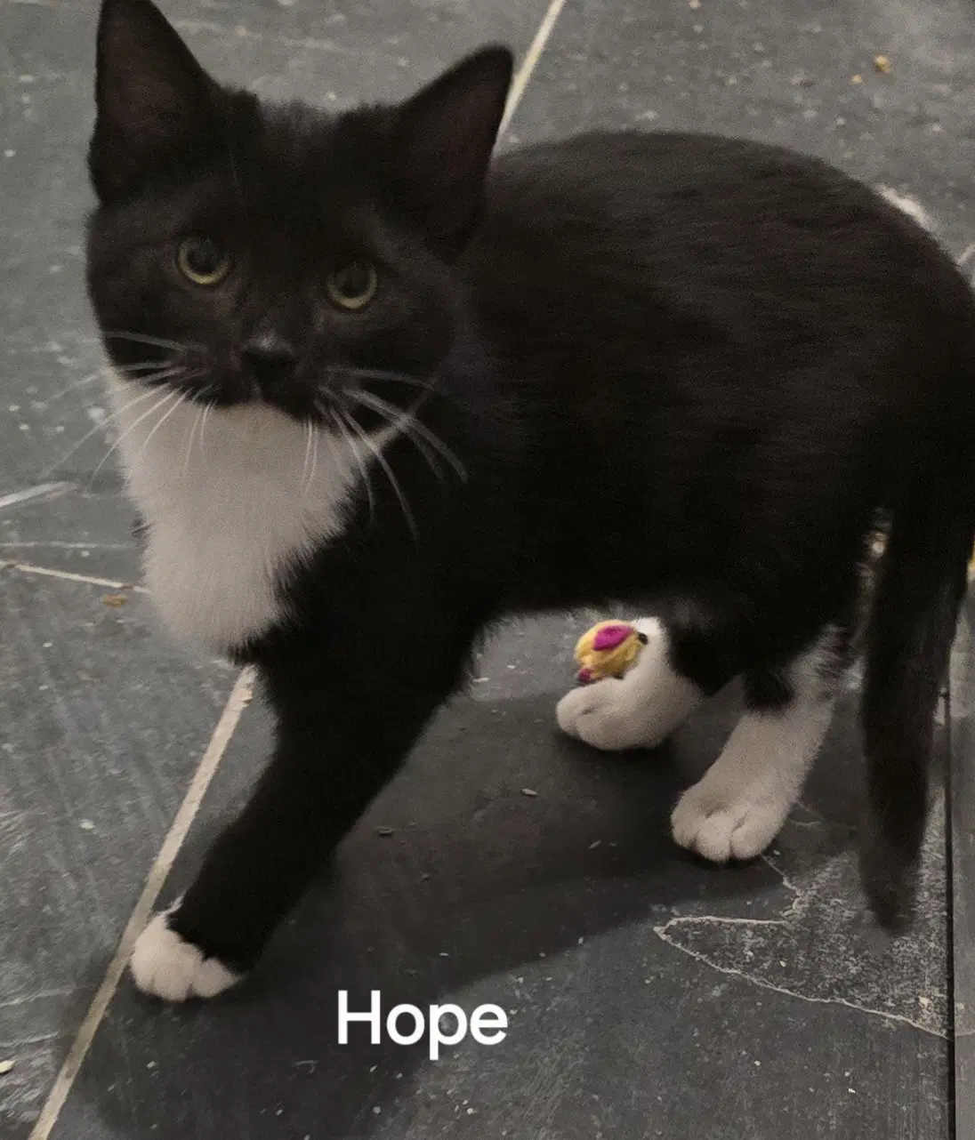 Hope - Domestic Short Hair
