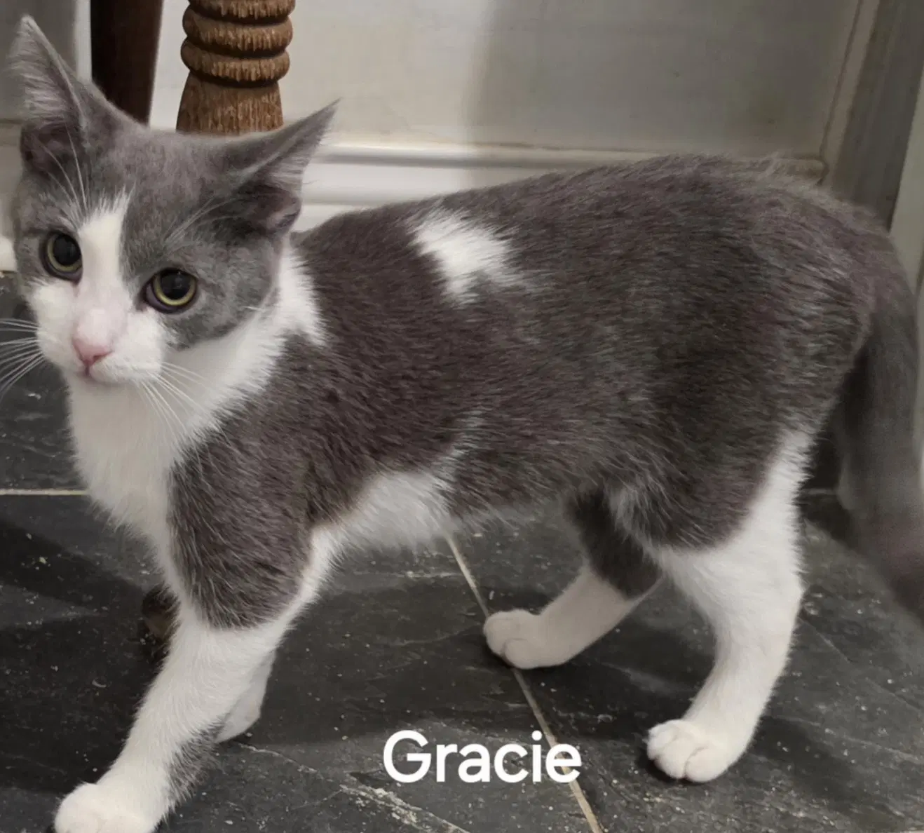 Gracie - Domestic Short Hair