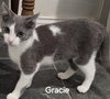 Gracie