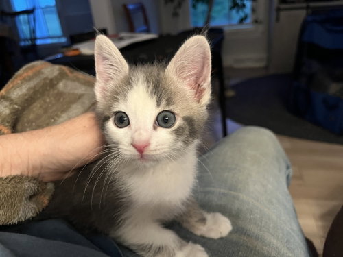 Isaac, Baby Domestic Medium Hair, cat for adoption in Lexington, Kentucky