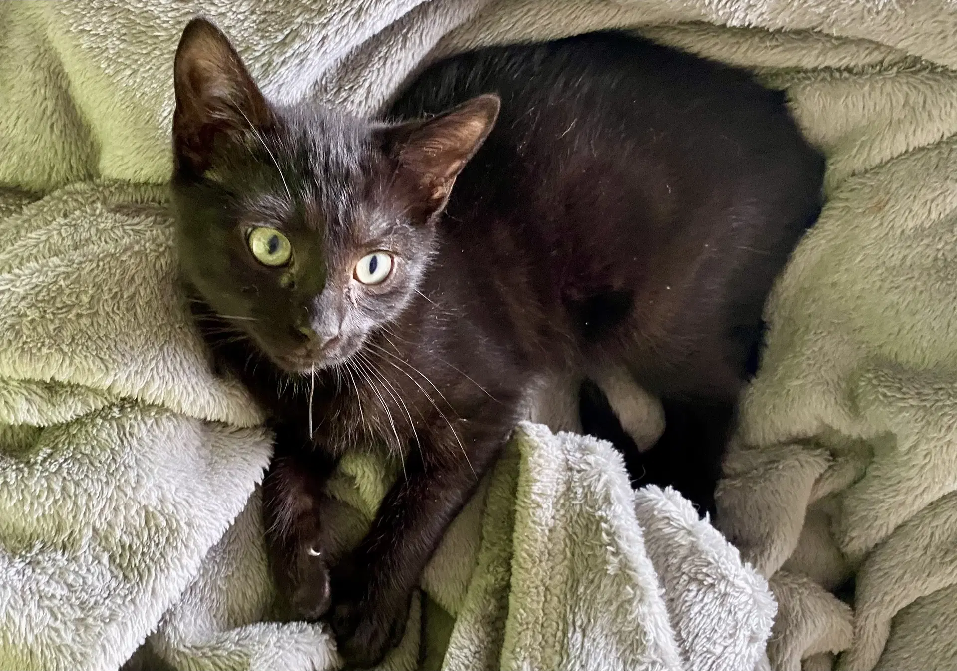 Hazel - Domestic Short Hair