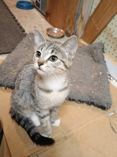 Ella