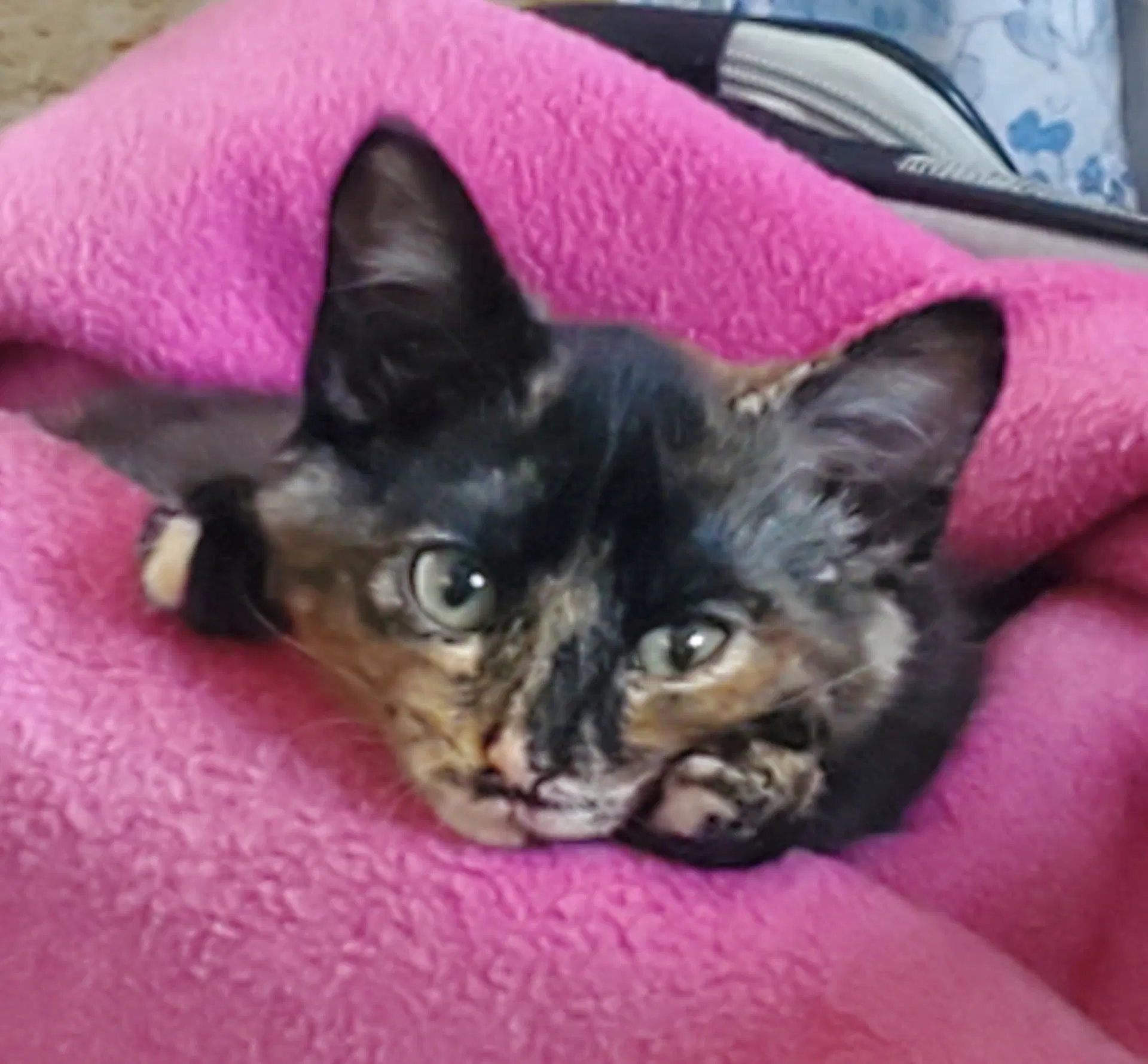 Toasty - Tortoiseshell