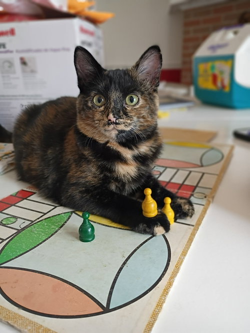 picture of the cat needing adoption