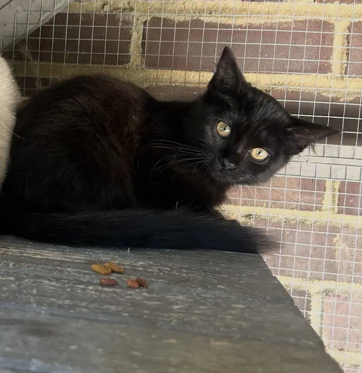 Mila - Domestic Short Hair