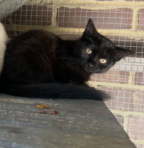 picture of the cat needing adoption