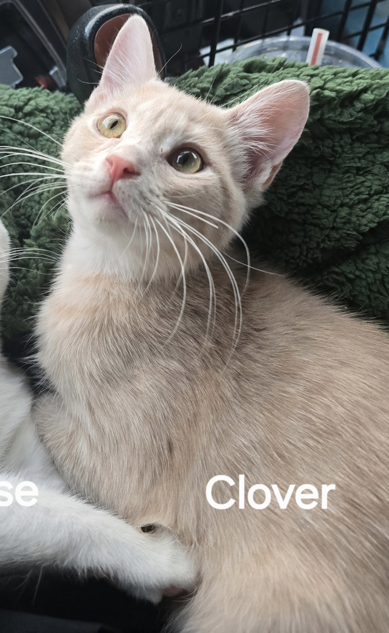 Clover, Domestic Short Hair