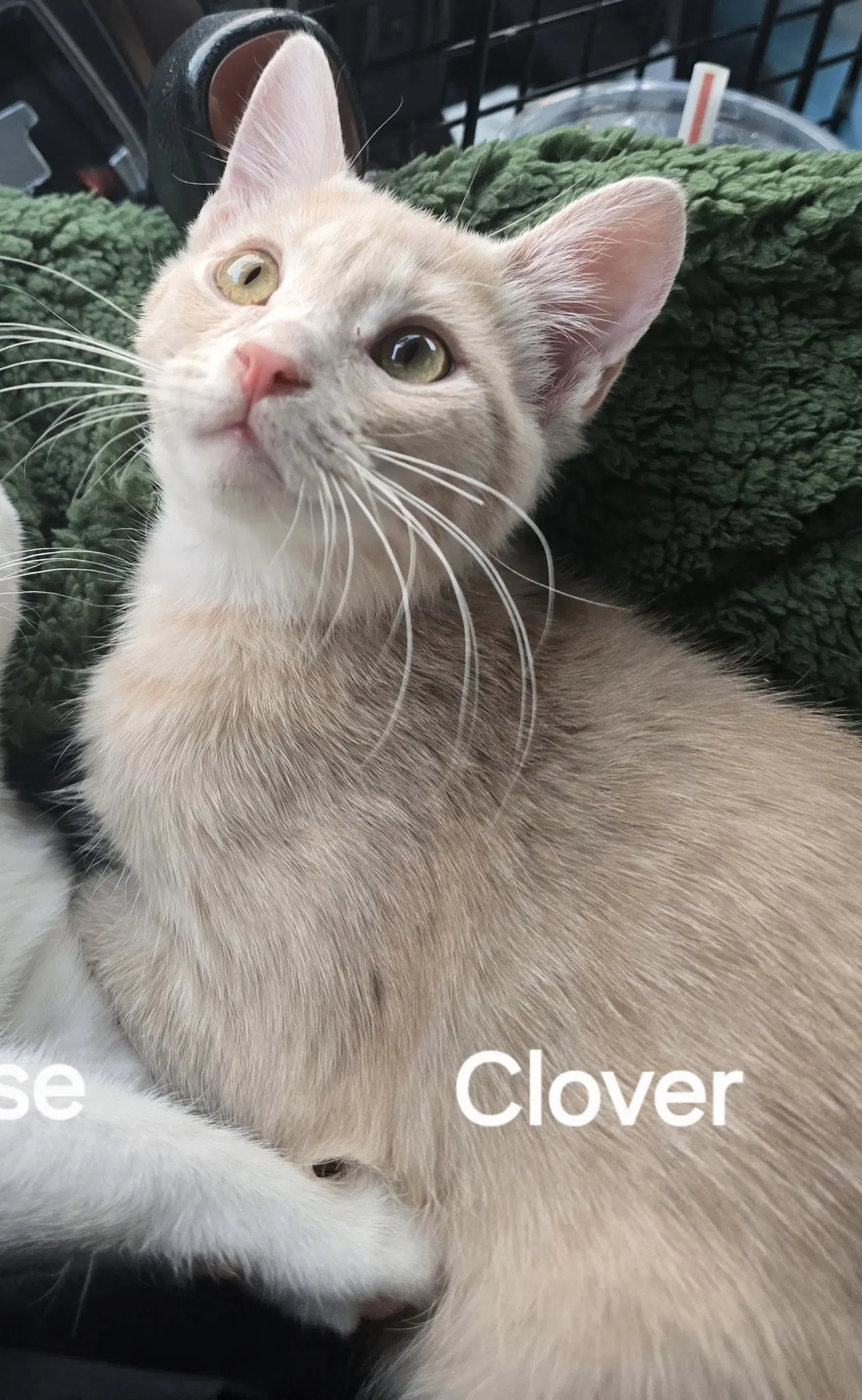 Clover - Domestic Short Hair