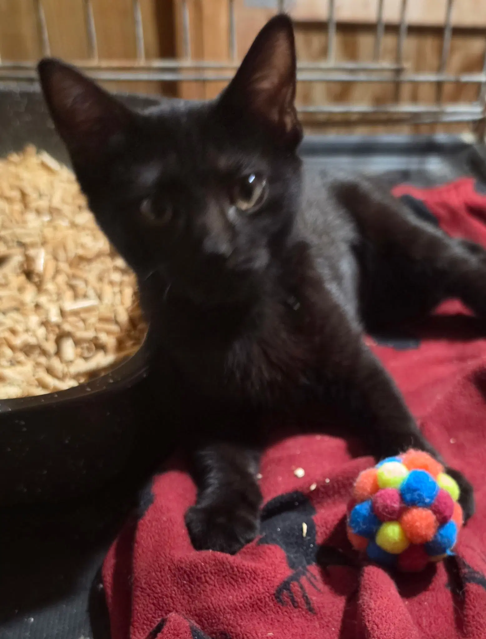 August - Domestic Short Hair