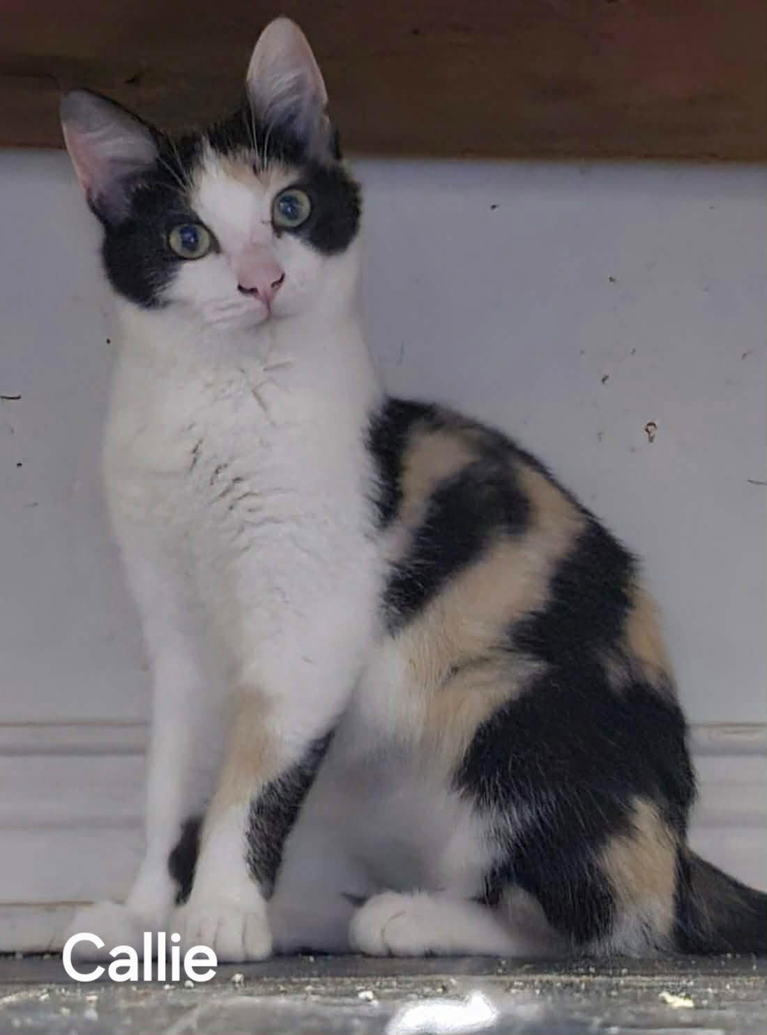 Callie, Calico