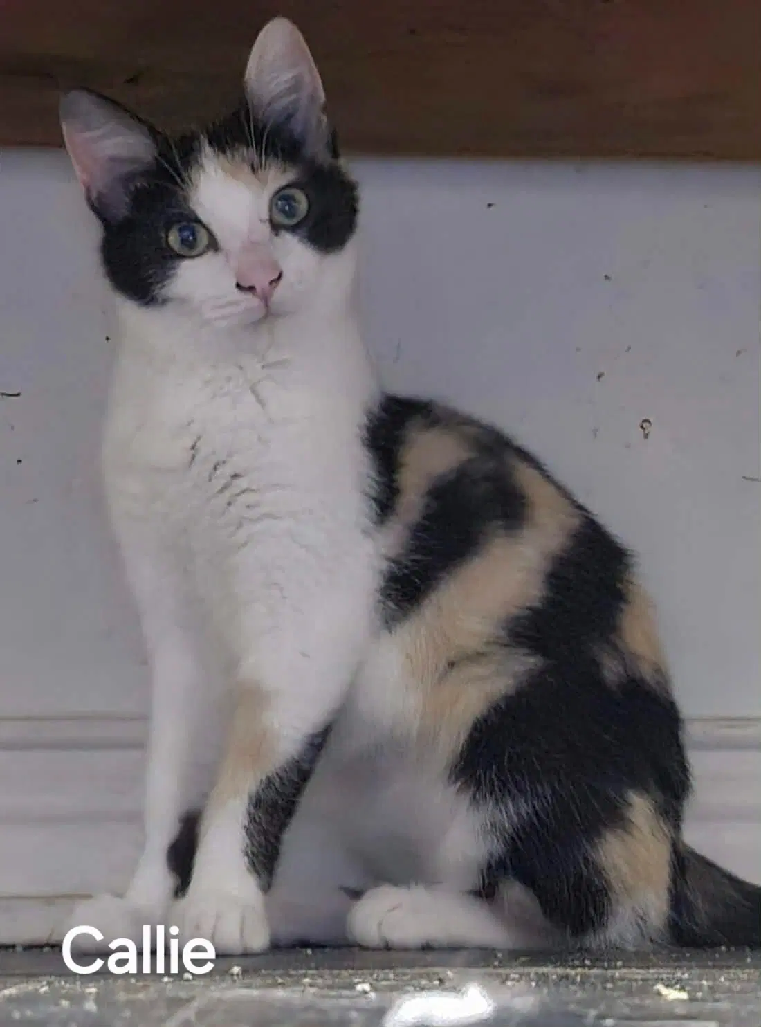 Callie - Calico