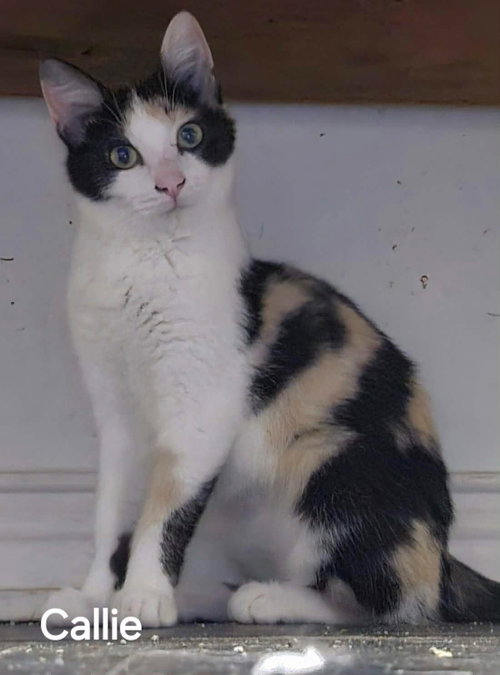 Callie, a cat for adoption from Caring Hearts Feline Rescue