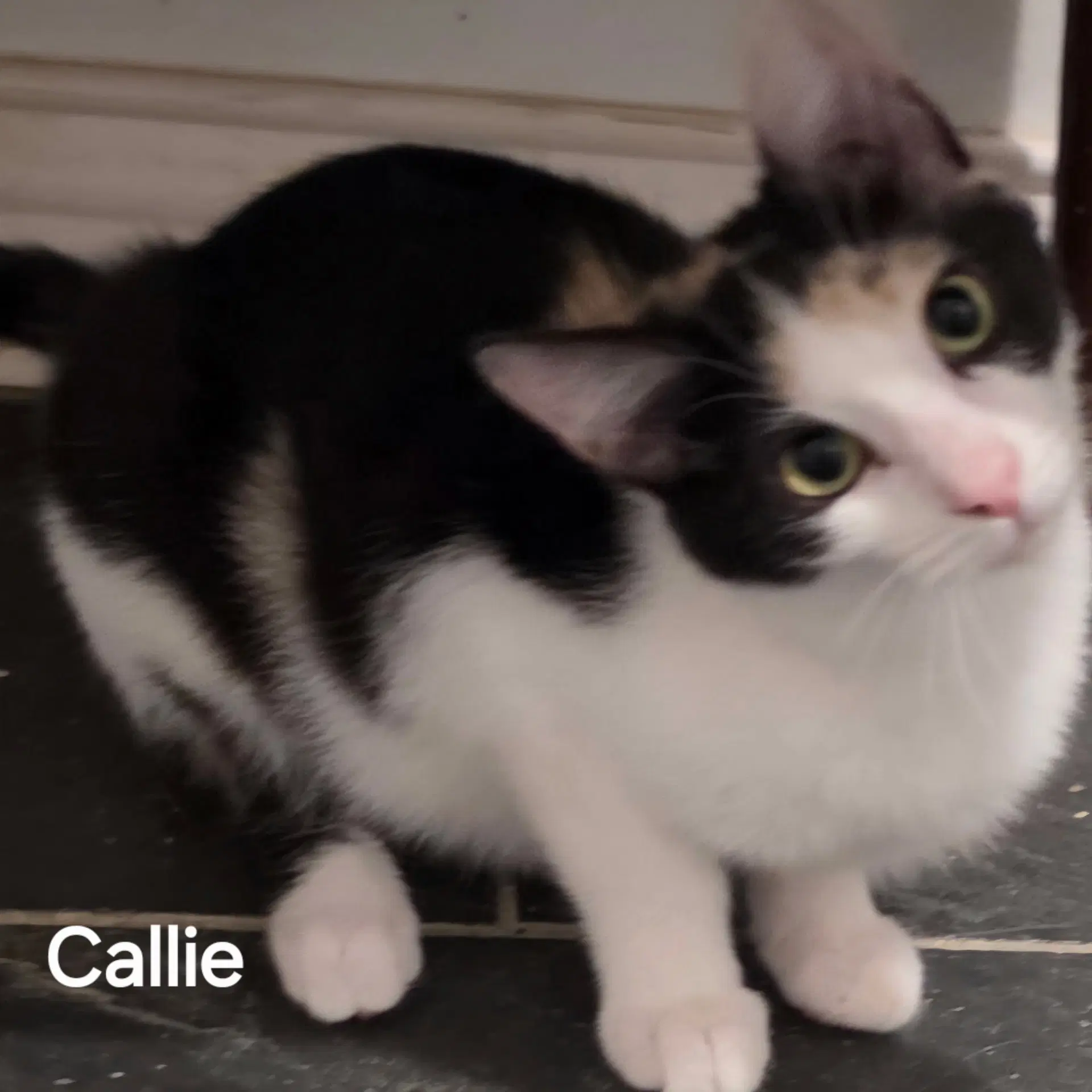 Callie image 2