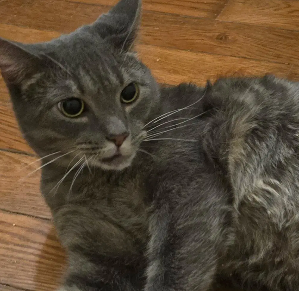 Smokey - Tabby