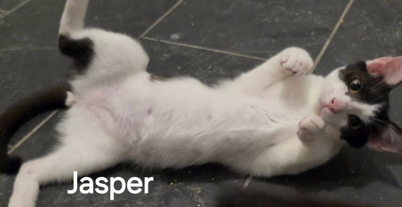 Jasper, Domestic Short Hair