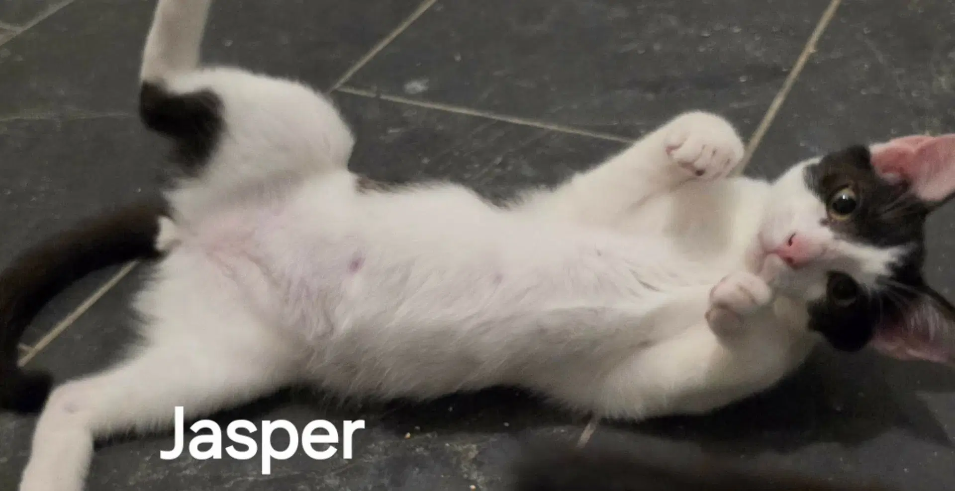Jasper - Domestic Short Hair