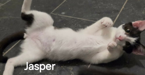 Jasper, a cat for adoption from Caring Hearts Feline Rescue
