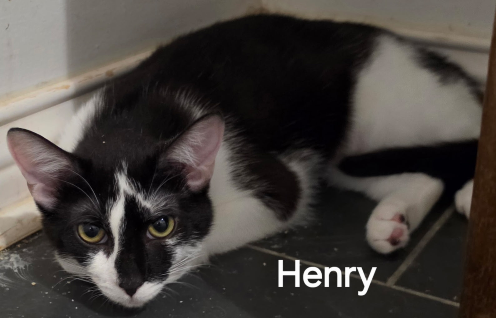 Henry, Tuxedo