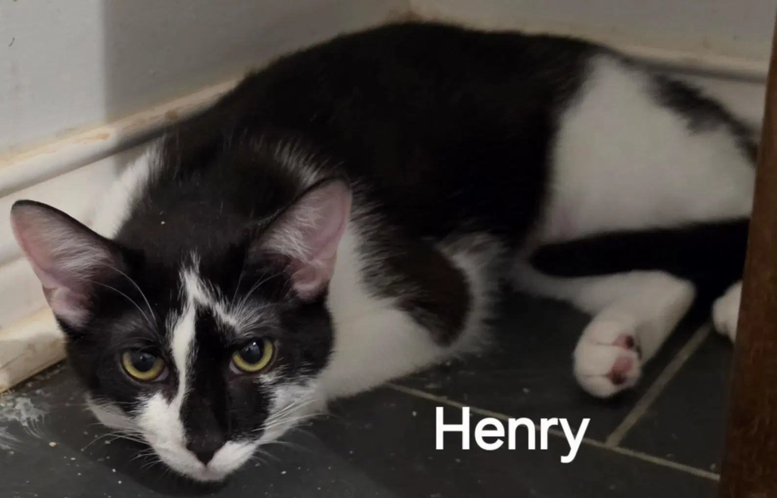 Henry - Tuxedo