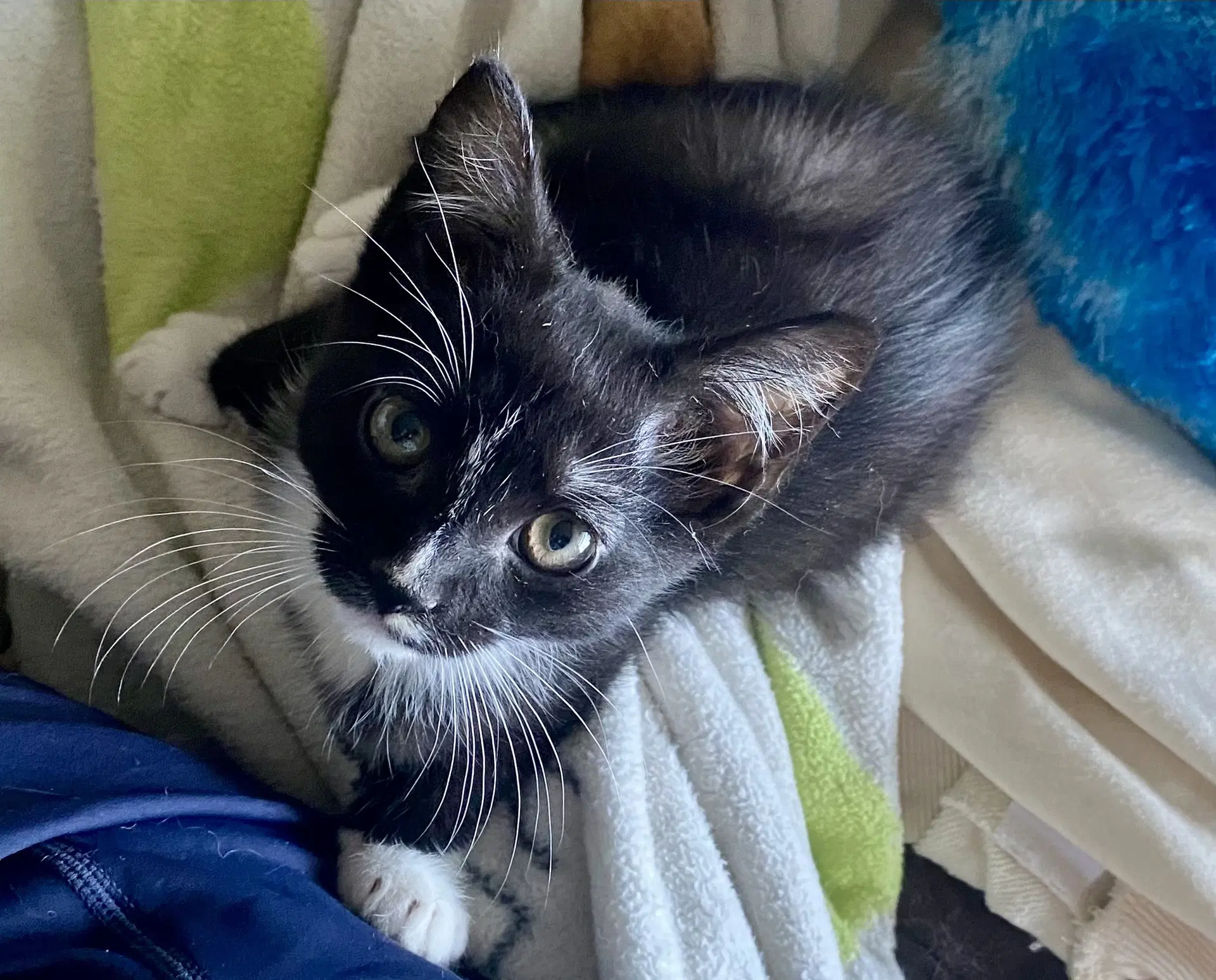 Tom - Tuxedo