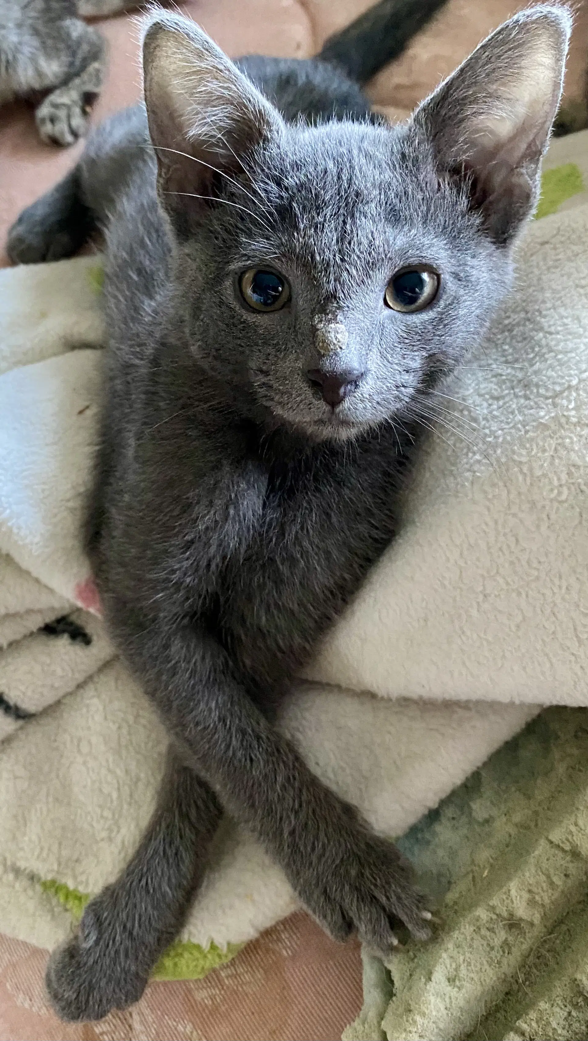 Jerry - Domestic Short Hair