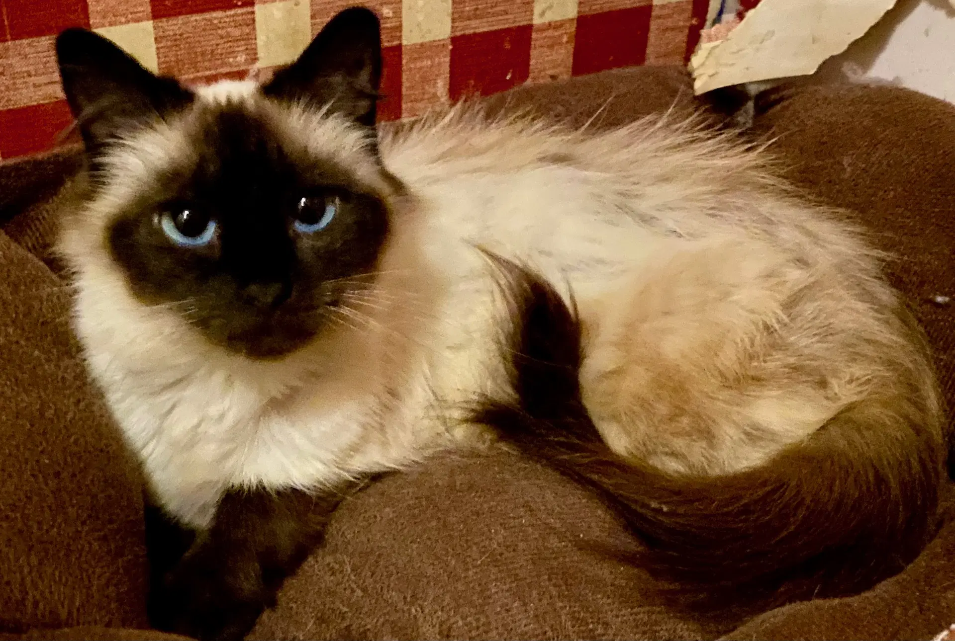Blue - Siamese