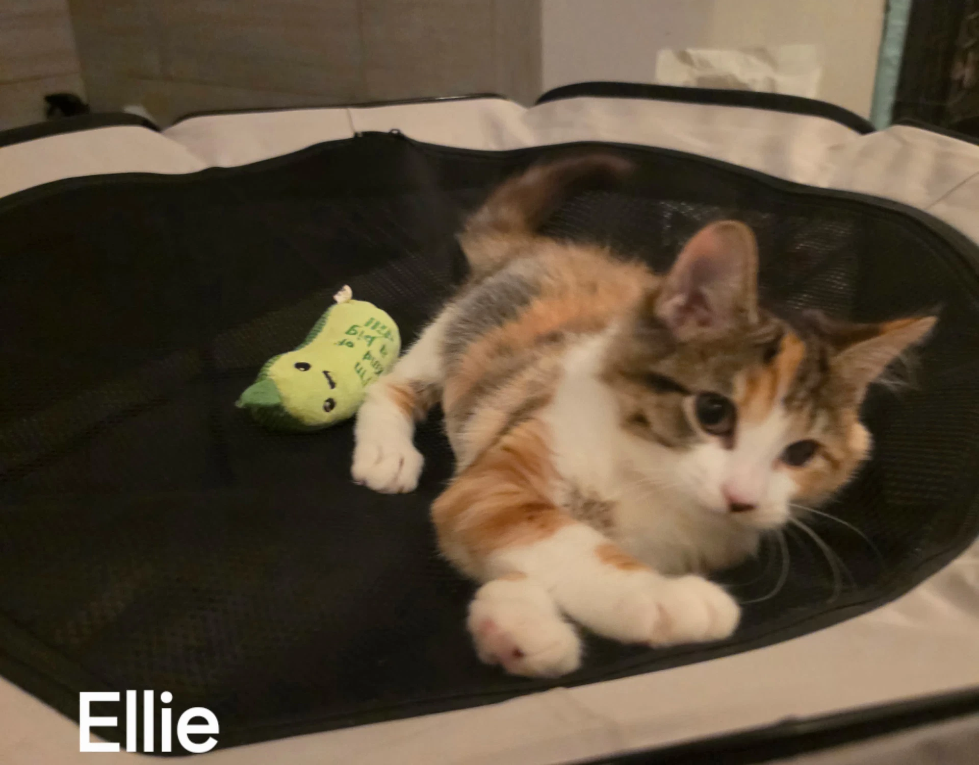Ellie