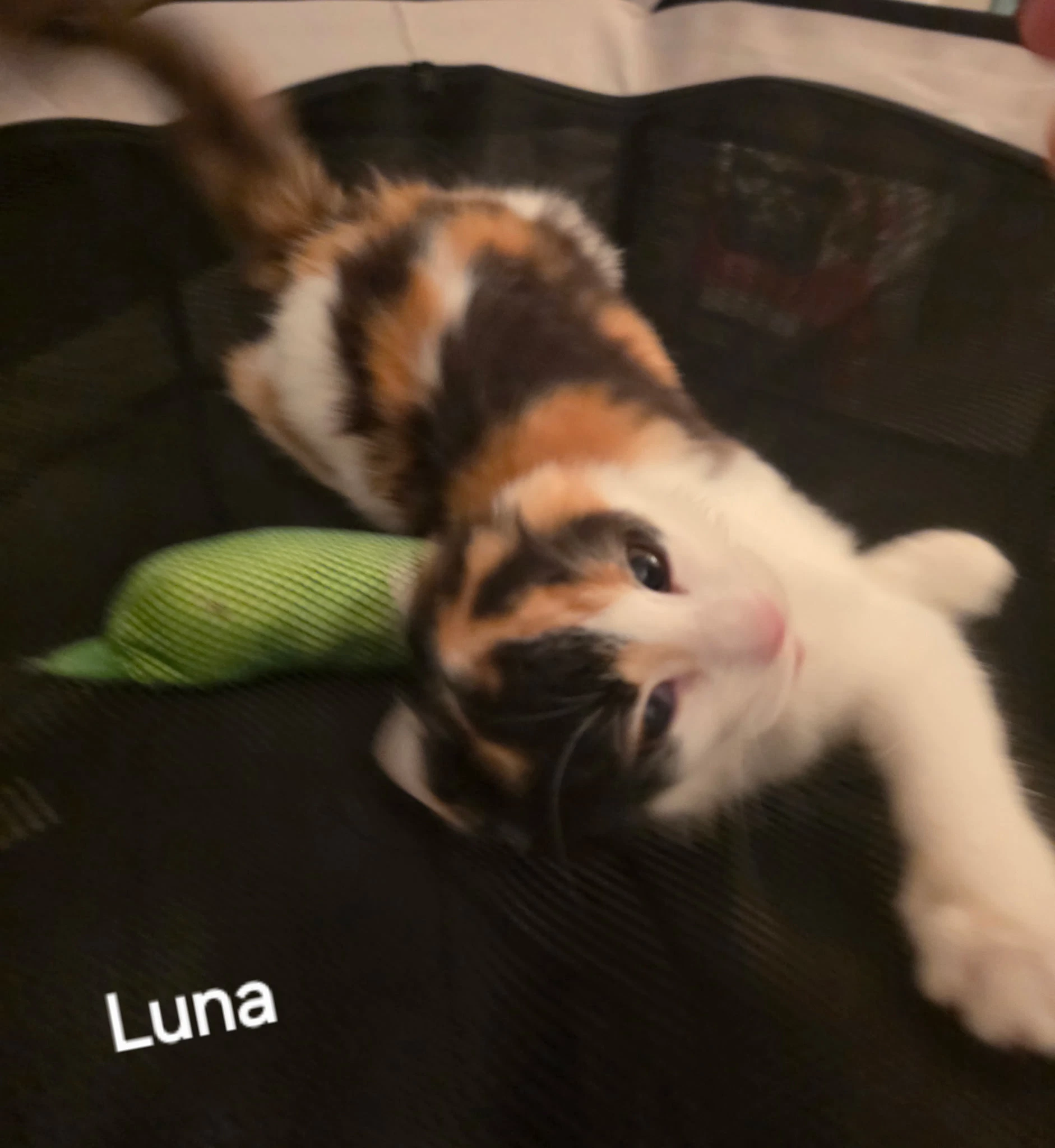 Luna