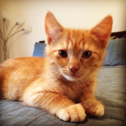 Prince Harry