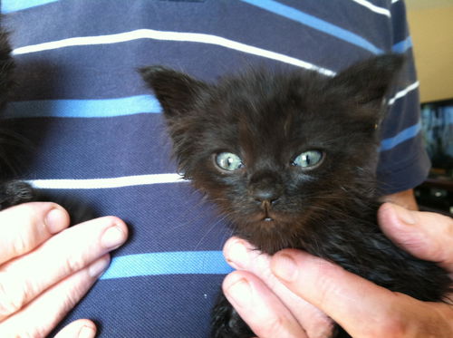 Sylvester