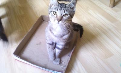 Princess