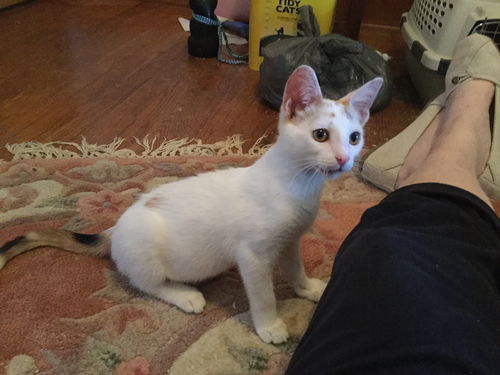 Piper