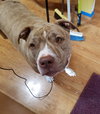 Belle - Photo 3
