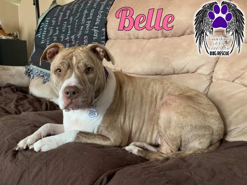 adoptable Dog in Portage, IN named Belle (Foster or Adopt)