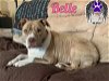 adoptable Dog in  named Belle (Foster or Adopt)