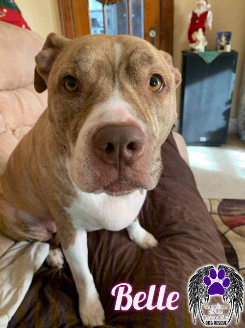 BELLE - American Staffordshire Terrier available for adoption