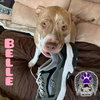 Belle - Photo 13