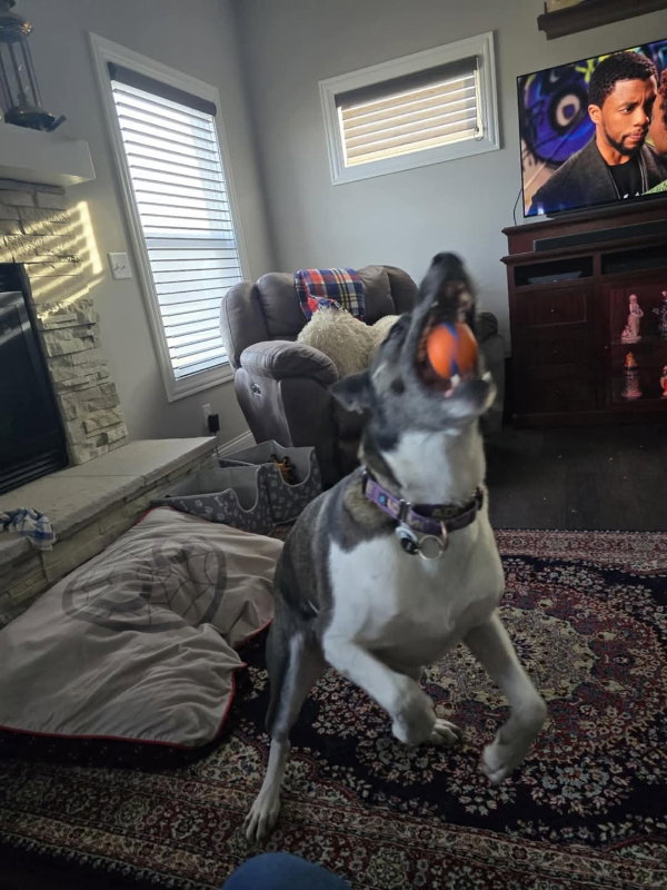 Gigi