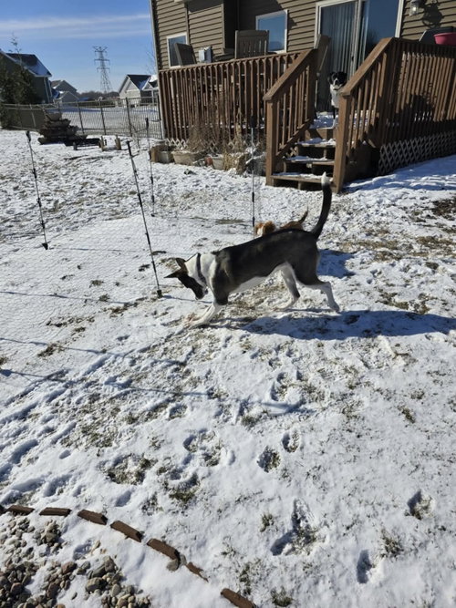 GIGI - Akita / Husky available for adoption