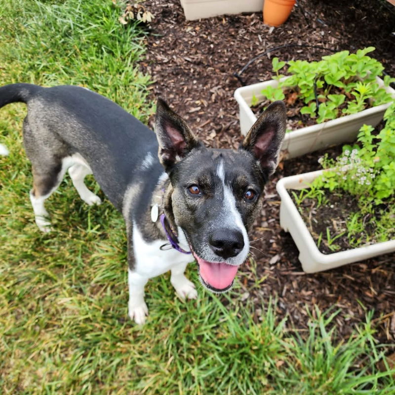 adoptable Dog in Portage, IN named Gigi