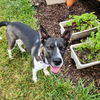 adoptable Dog in portage, IN named Gigi