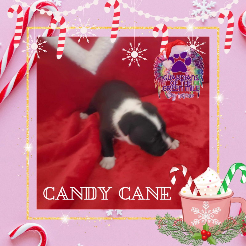 Dog for Adoption Candy Cane, a American Staffordshire Terrier in