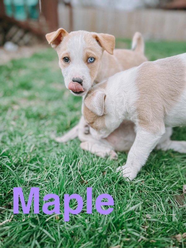 adoptable Dog in Portage, IN named Maple