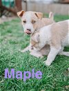 adoptable Dog in , IN named Maple