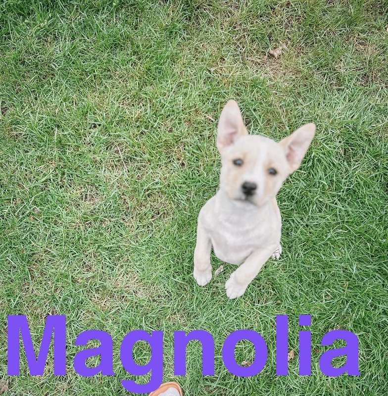 adoptable Dog in Portage, IN named Magnolia
