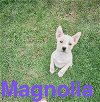adoptable Dog in , IN named Magnolia