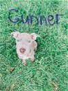 adoptable Dog in  named Gunner